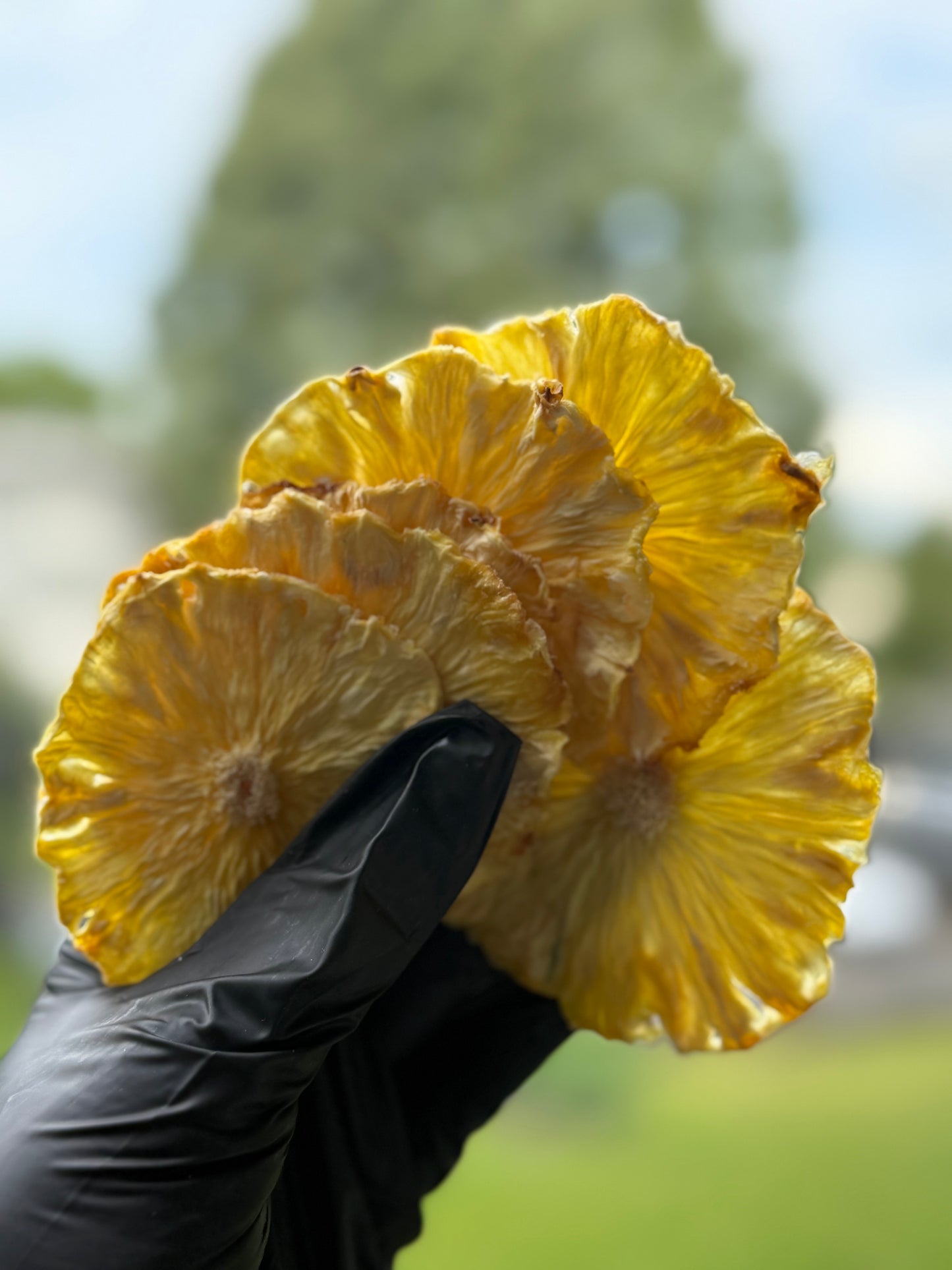 Ananas Déshydraté - Format Vrac pro 1Kg